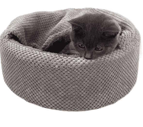 cat2